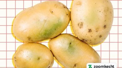 سبز شدن سیب زمینی