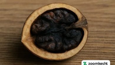 علت سیاه شدن مغز گردو