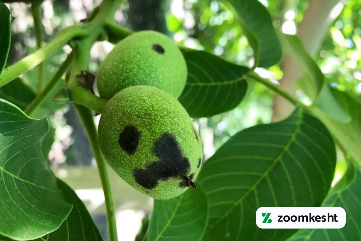 علت سیاه شدن مغز گردو