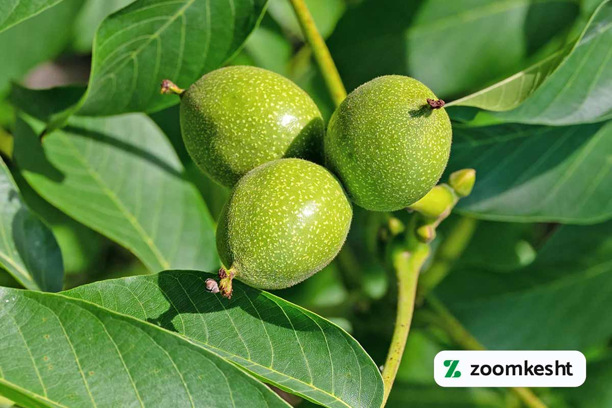 علت سیاه شدن مغز گردو