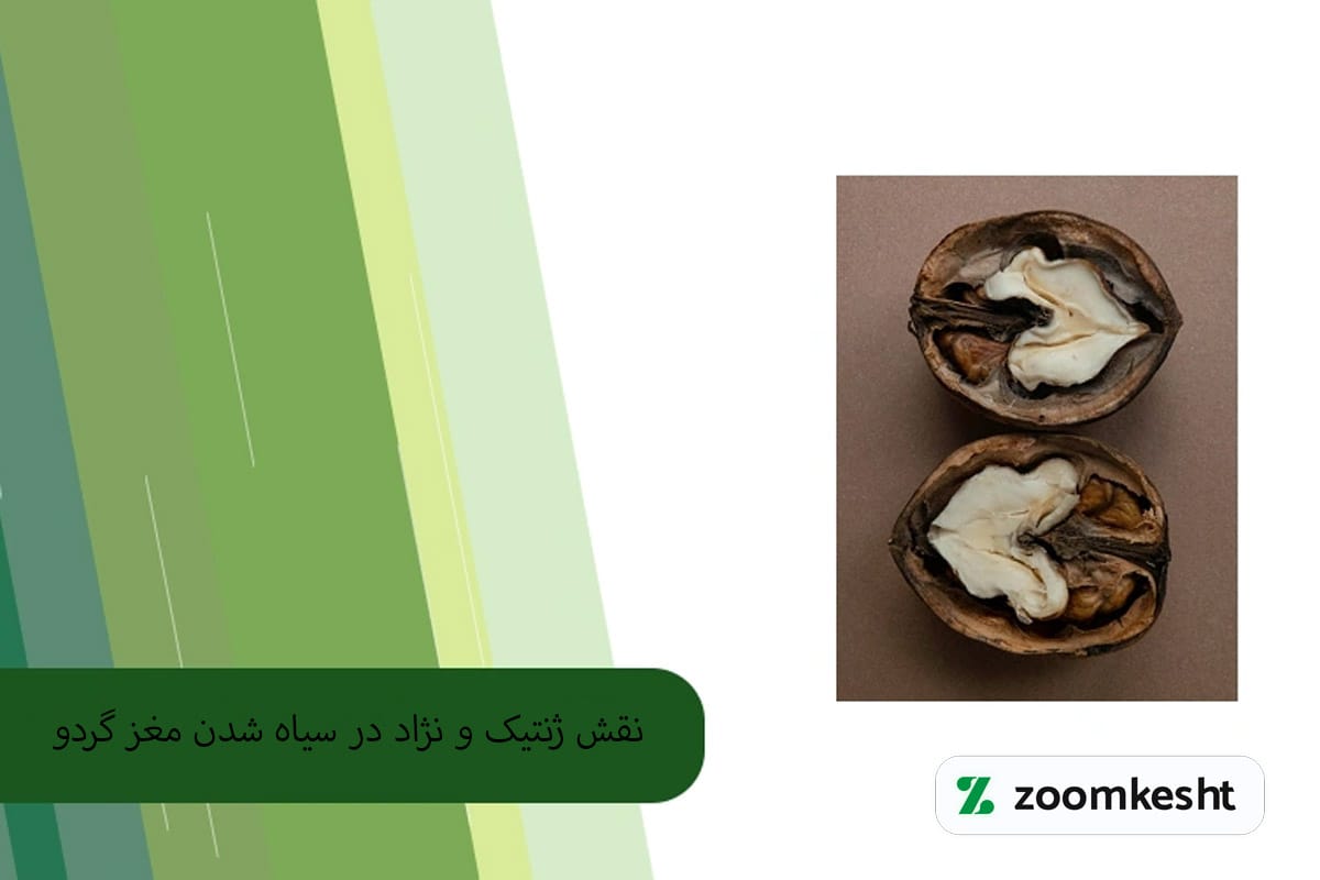 علت سیاه شدن مغز گردو
