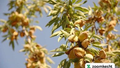 مزایای اقتصادی کاشت بادام