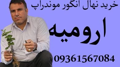 خرید نهال انگور موندراپ در ارومیه