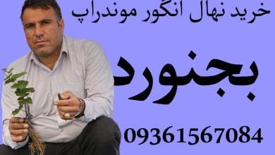 خرید نهال انگور موندراپ در بجنورد