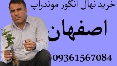 خرید نهال انگور موندراپ در اصفهان