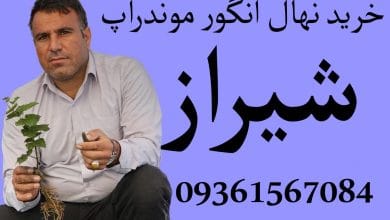 خرید نهال انگور موندراپ در شیراز