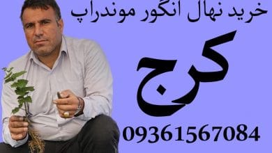 خرید نهال انگور موندراپ در کرج