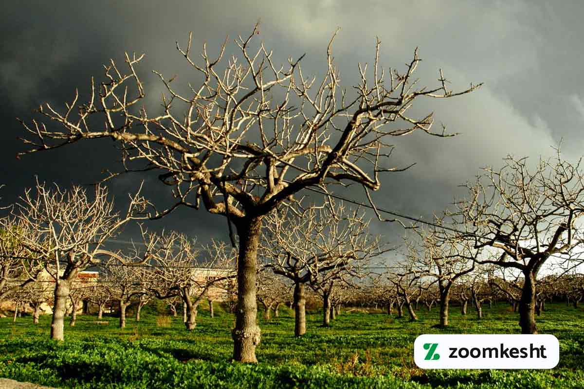 نیاز سرمایی پسته