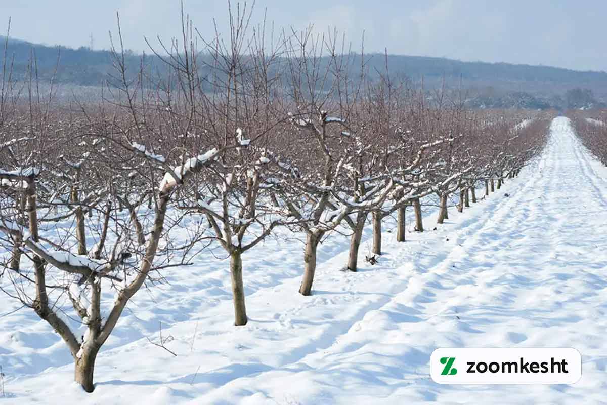 نیاز سرمایی پسته