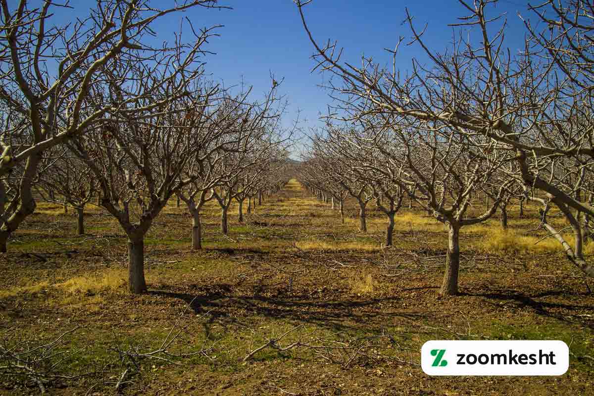 نیاز سرمایی پسته