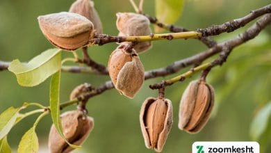 کاشت بادام در مناطق خشک