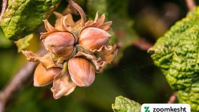 کود فروت ست برای فندق