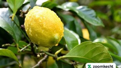 آبیاری درخت لیمو