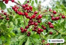 کاشت درخت گیلاس