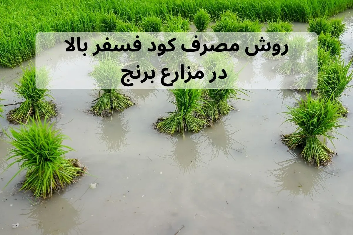 روش مصرف کود فسفر بالا در مزارع برنج