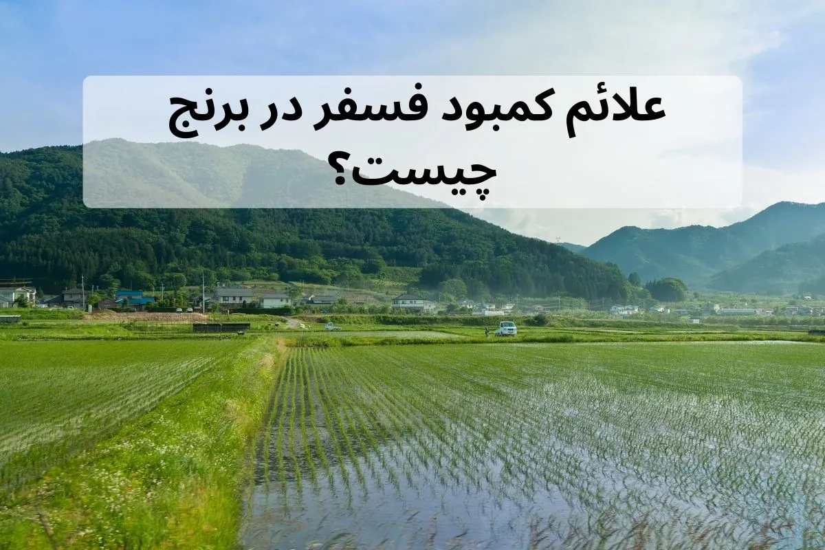 علائم کمبود فسفر در برنج چیست؟
