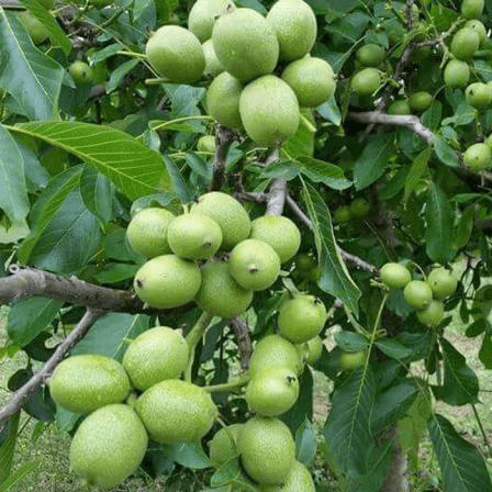 7ویژگی‌ اختصاصی رقم گردو ژنوتیپ رویال تیپ ۷