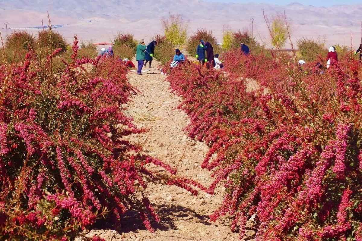 آبیاری زرشک