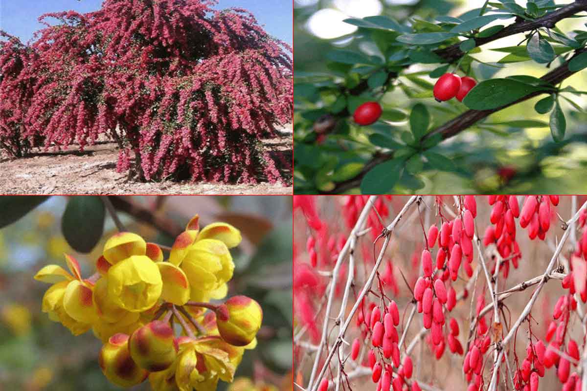 آبیاری زرشک در گلدهی