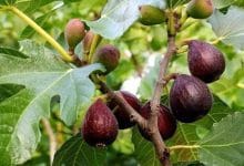 آفات درخت انجیر