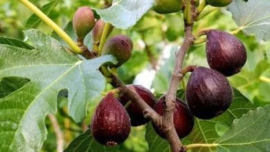 آفات درخت انجیر