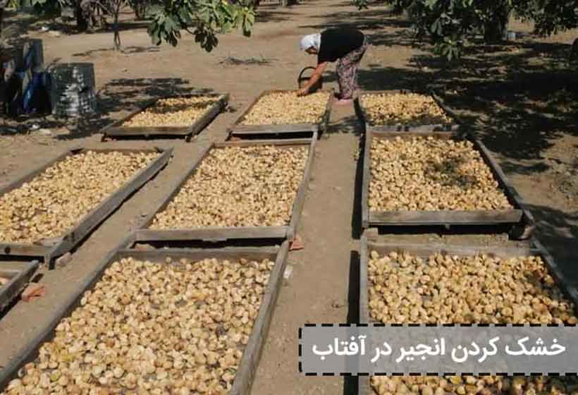 خشک کردن انجیر در آفتاب