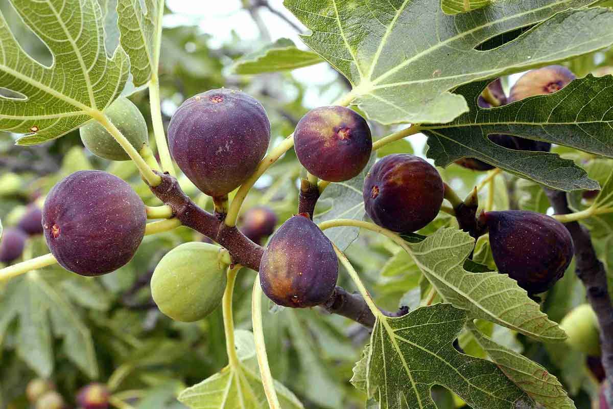 درخت انجیر