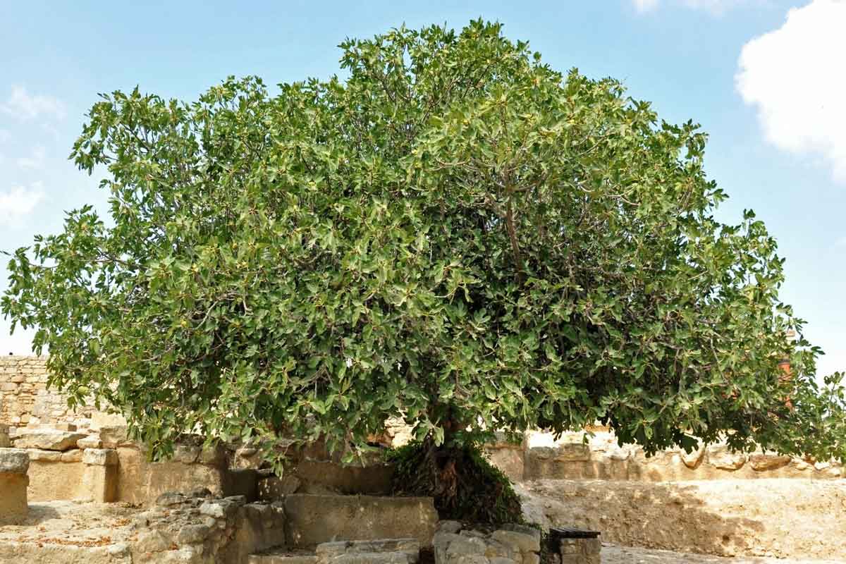 درخت انجیر