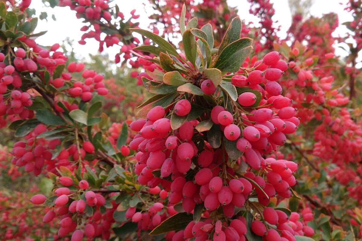 روش های مبارزه با آفات زرشک