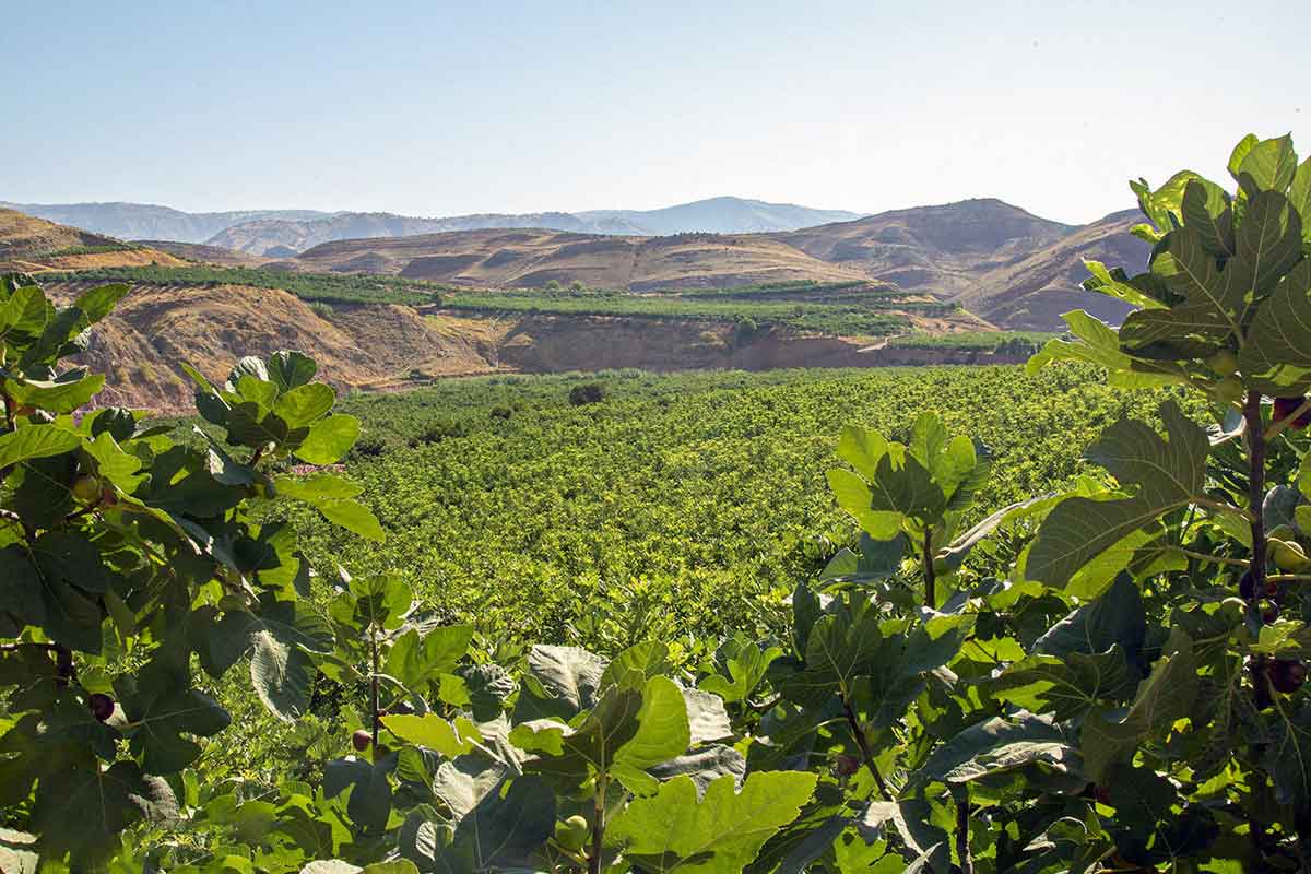 نقش اقلیم در برداشت انجیر